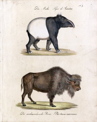 Malaiischer Tapir und Amerikanischer Bison von Karl Joseph Brodtmann