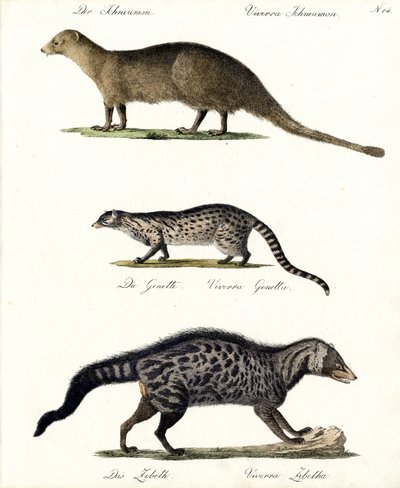 Mungo, Ginsterkatze und Zibetkatze von Karl Joseph Brodtmann