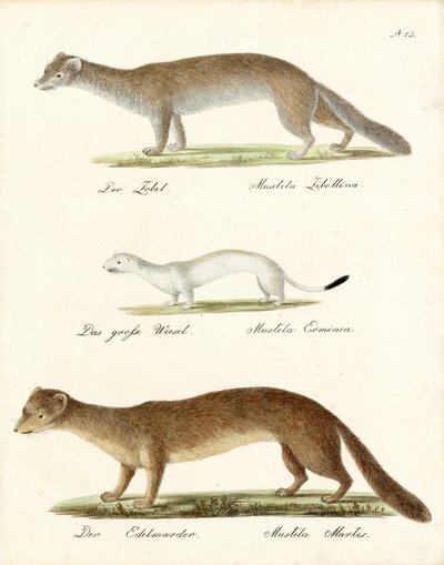 Zobel, Hermelin und Baummarder von Karl Joseph Brodtmann
