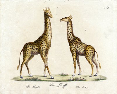 Die Giraffe (Männlich und Weiblich) (Druck) von Karl Joseph Brodtmann