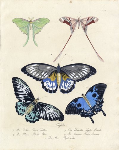 Tropische Schmetterlinge von Karl Joseph Brodtmann