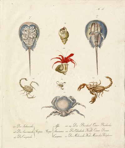 Verschiedene Krustentiere und Meereslebewesen von Karl Joseph Brodtmann