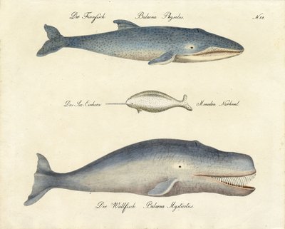 Verschiedene Walarten von Karl Joseph Brodtmann