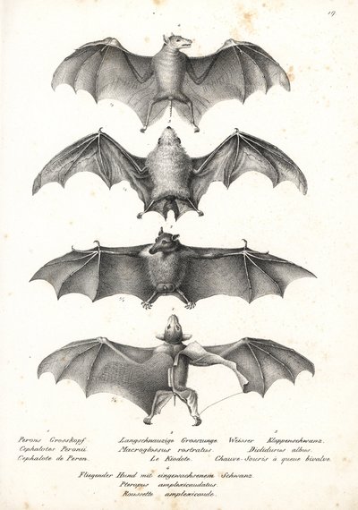 Westlicher Nacktrücken-Flughund, Langzungen-Nektar-Fledermaus, Nördliche Geisterfledermaus und Geoffroys Rousette von Karl Joseph Brodtmann