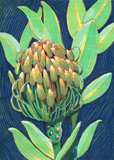 Leuchtende Proteablüte von Katie O'Shea