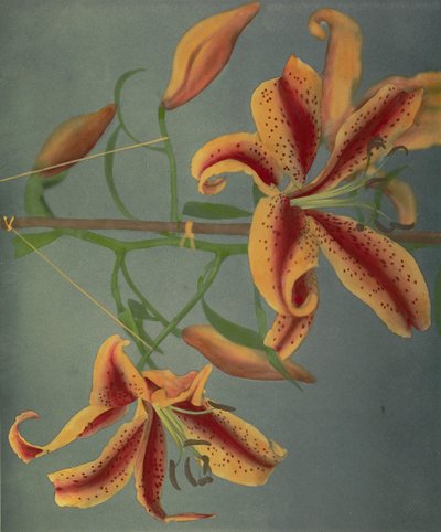 Lilie, 1896 von Kazumasa Ogawa