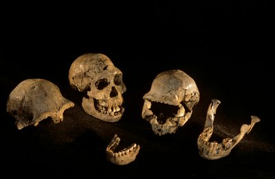 Schädel und Unterkiefer aus Dmanisi, Dmanisi, Georgien Homo Erectus Fundstätte von Kenneth Garrett