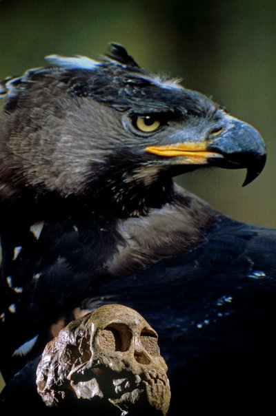 Der Taung-Kind-Schädel mit dem Bild eines modernen afrikanischen Kronenadlers, das Kind könnte h..., 2008 (Foto) von Kenneth Garrett