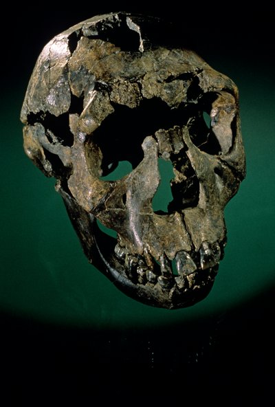 Turkana-Junge, Kenia, West-Turkana, See Turkana, KNMER-WT15000, H. erectus, Nariokotome, 2008 von Kenneth Garrett