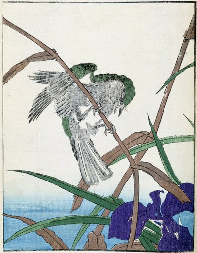 Vogel auf einem Baum. Japanische Zeichnung von Kitao Kosuisai von Kitao Shigemasa
