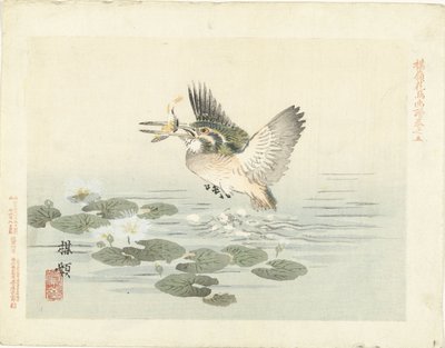 Eisvogel von Kono Bairei