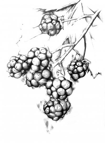 Botanische Beerenzeichnung von Kulik