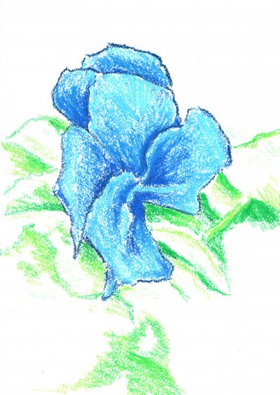 Helle blaue Blumenzeichnung von Kulik