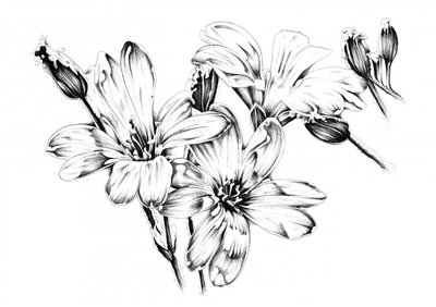 Monochrome Blumenblüten von Kulik