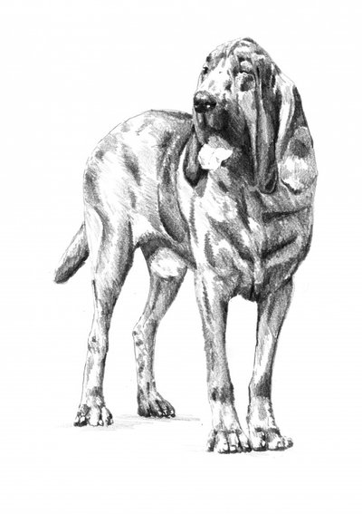 Edle Bloodhound Skizze von Kulik
