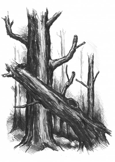 Rustikale Waldskizze von Kulik