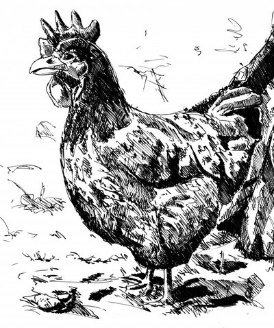 Rustikale Henne Illustration von Kulik
