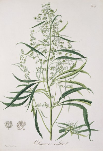 Cannabis Sativa aus 