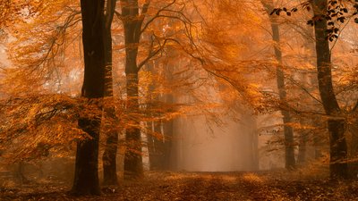 Nebliger Herbstwaldweg von Lars van de Goor †