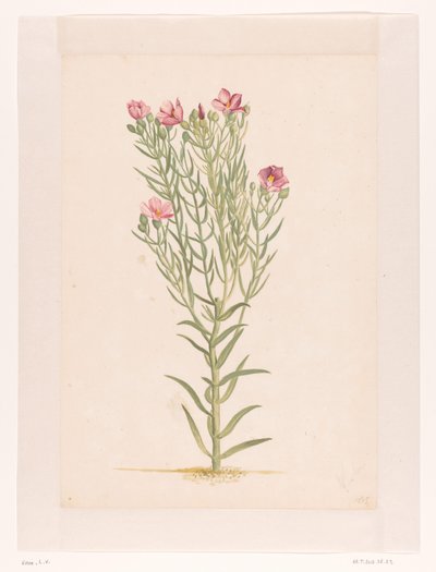 Pflanze mit rosa Blüten von Laurens Vincentsz. van der Vinne