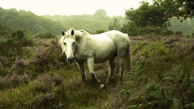In der Dämmerung von Lee Cooper