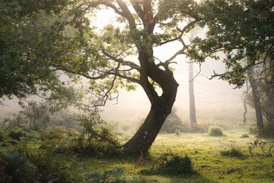 Regenwurzel von Lee Cooper