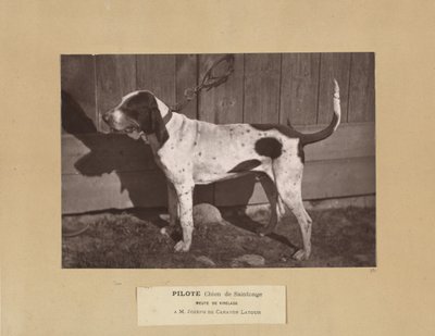 Pilote, Chien de Saintonge, Meute de Virelade, A.M. Joseph de Carayon Latour von Leon Cremiere
