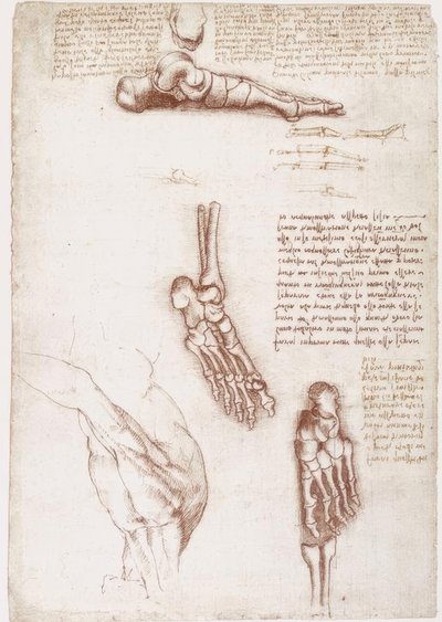 Anatomiestudien: Oberflächenanatomie der Schulter / Knochen des Fußes von Leonardo da Vinci