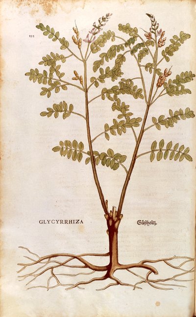 Süßholz (Glycyrrhiza glabra) von Leonhart Fuchs aus De historia stirpium commentarii insignes (Bemerkenswerte Kommentare zur Geschichte der Pflanzen), kolorierte Gravur von Leonhard Fuchs
