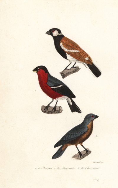 Réunion-Gimpelarten, Eurasischer Gimpel und Blauammer von Leopold Massard