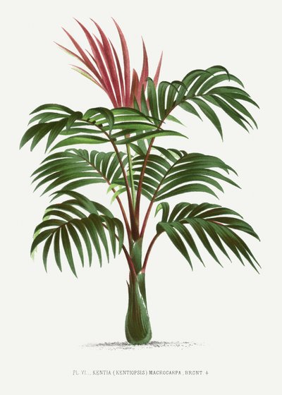 Kentiopsis von Les Palmiers Histoire Iconographique