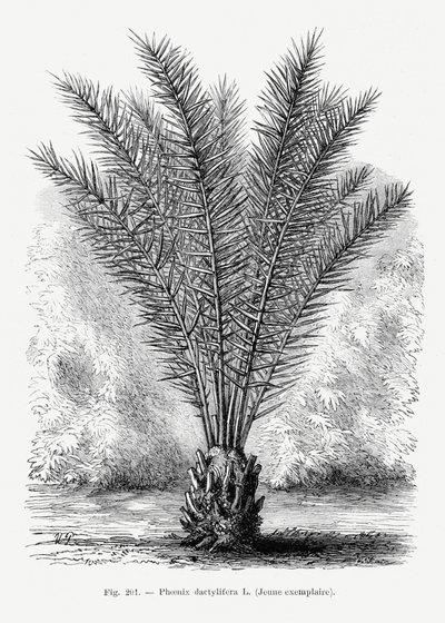 Vintage Palmenzeichnung Xiii von Les Palmiers Histoire Iconographique