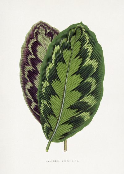 Calathea Veitchiana Blatt Illustration von Les Plantes a Feuillage Colore