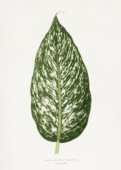 Dieffenbachia Seguina Blatt Illustration von Les Plantes a Feuillage Colore