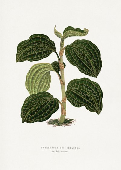 Grünes Anoechtochilus Setaceus Blatt Illustration von Les Plantes a Feuillage Colore