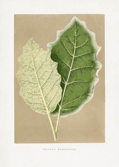 Illustration des Grünen Solanum Marginatum Blattes von Les Plantes a Feuillage Colore