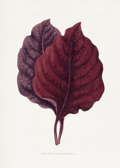 Illustration des Rosa Amarantus Blattes von Les Plantes a Feuillage Colore