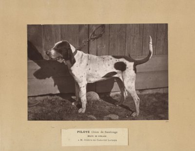Pilote, Hund von Saintonge, Meute von Virelade, A.M. Joseph de Carayon Latour von Leon Cremiere