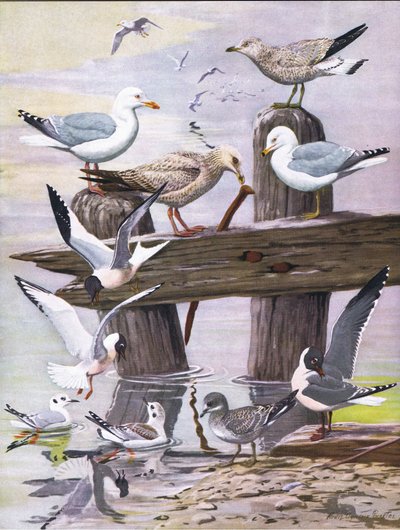 Illustration aus Die Naturgeschichte der amerikanischen Vögel von Ost- und Zentral-Nordamerika, veröffentlicht von Bramhall House, ca. 1970 von Louis Agassiz Fuertes