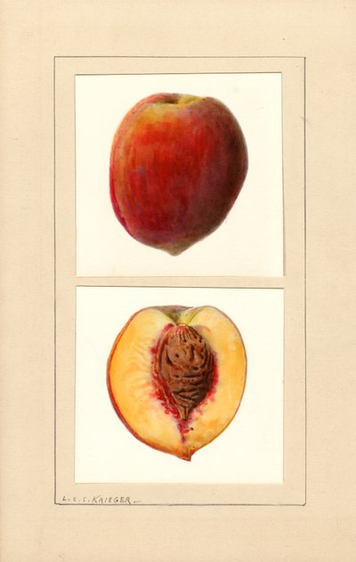 Pfirsiche (Prunus persica: Nummer 10) von Louis Charles Christopher Krieger