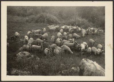 [Schafherde] von Louis Fleckenstein