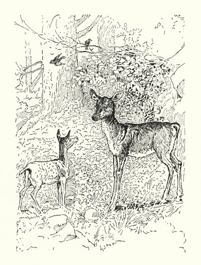 Das Rehkitz und seine Mutter von Louis John Rhead