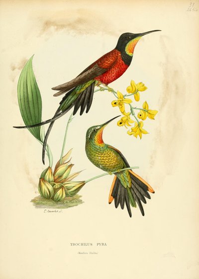 Trochilus pyra = Topaza pyra von Louis Victor Bevalet