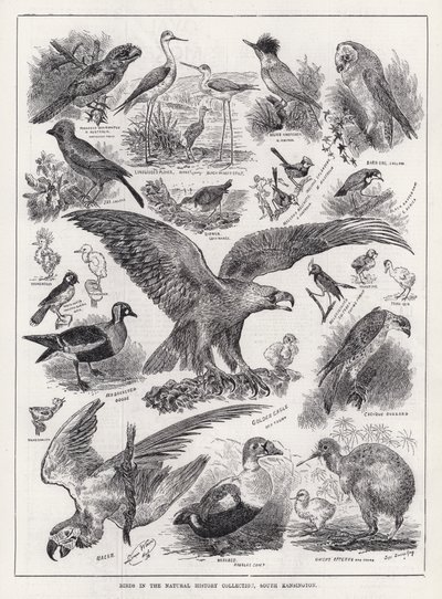 Vögel in der Naturhistorischen Sammlung, South Kensington von Louis Wain