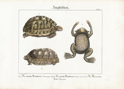 Amphibien: Griechische Landschildkröte, Rotfußschildkröte und Surinamkröte von Ludwig Meyer