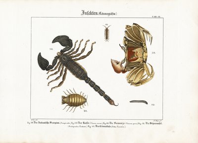Gliederfüßer: Skorpion, Krabbe und andere Gliederfüßer von Ludwig Meyer