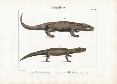 Krokodil und Kaiman von Ludwig Meyer