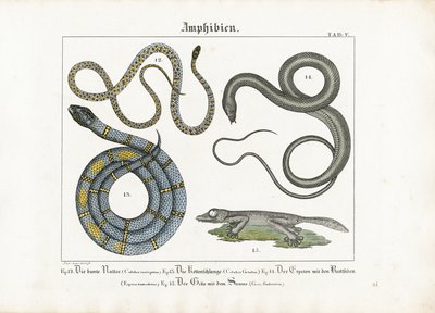 Europäische Schlangen und Amphibien von Ludwig Meyer