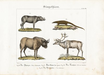 Exotische Säugetiere: Pangolin, Gnu, Rentier und Babirusa von Ludwig Meyer