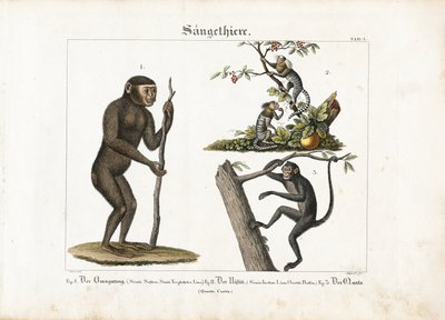 Primaten: Orang-Utan, Gewöhnlicher Marmoset und Spinnenaffe von Ludwig Meyer
